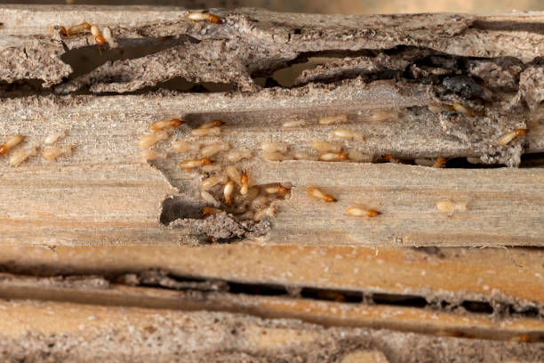 Best Emergency Pest Control  in Mountainair, NM