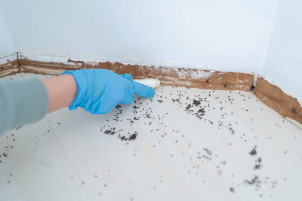 Best Flea Control Services  in Mountainair, NM