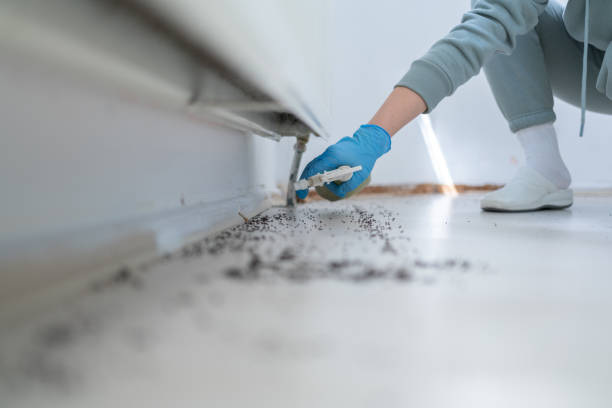 Best Rat Extermination Near Me  in Mountainair, NM